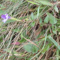 Torenia cyanea Alston